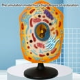 thumbnail image 2 of YongCo Anatomical Animal Cell Model With Removable Parts Classroom Demonstration Tool Biology Teaching Aid For Science Labs, 2 of 8