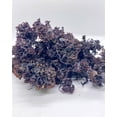 thumbnail image 5 of Purple Irish Sea Moss 100% Wildcrafted & Natural Chondrus Crispus - Organic Raw | Best Sea Moss for Gel & Smoothies | Vegan Diet, Clean & Sun Dried by Seaweed Kings No GMO - 1, 2 and 5 Lbs, 5 of 10