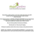 thumbnail image 3 of Pixies Gardens Flame Seedless Grape Vine Shrub Live Fruit Plant for Planting - Most Common Variety of Red Grapes Found in Grocery Stores Flame is Often Used for Raisins (2 Gallon Potted), 3 of 5
