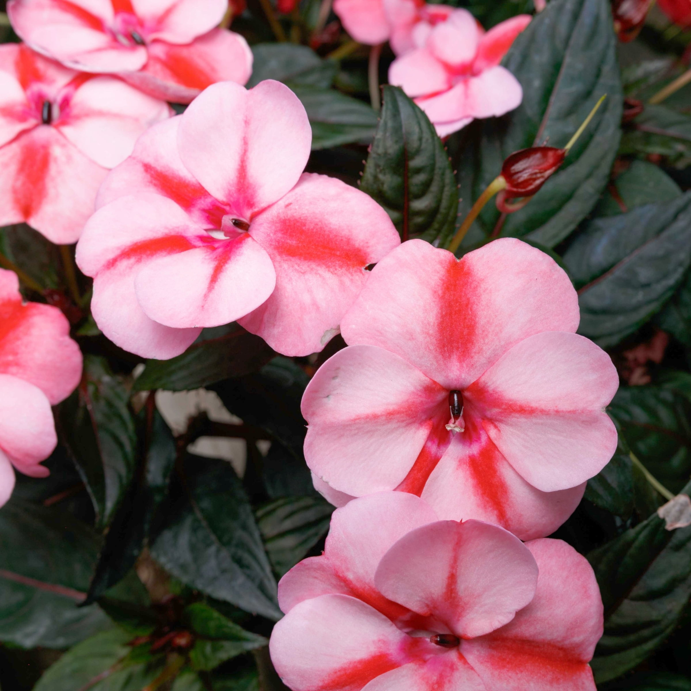 2.5 in. Impatiens Candylicious SunPatiens Collection (3-Pack)