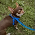 thumbnail image 4 of Waterproof Dog Harness | Reflective Padded Harness with Adjustable Neck and Chest | Great for Outdoor Hiking, Training & Swiming for Large, Small and Medium Dogs - Light Green, 4 of 43