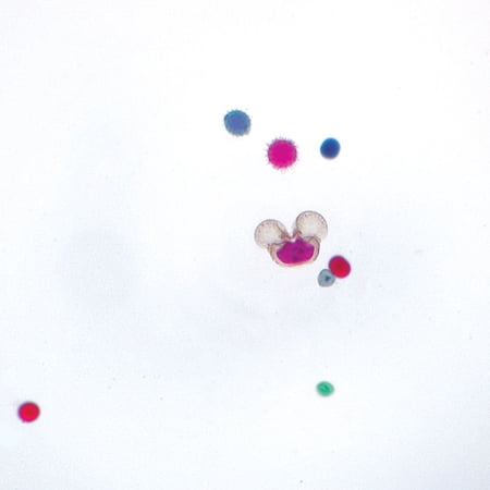 Mixed Pollen Grains Slide  W.M. price history on PriceWatchPro