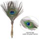thumbnail image 4 of Juego de pluma estilográfica Vintage de plumas de pavo real, 1 pieza, con 5 puntas de acero inoxidable y estuche, juego de pluma de inmersión para caligrafía oso de fresa  Electrónica, 4 of 5