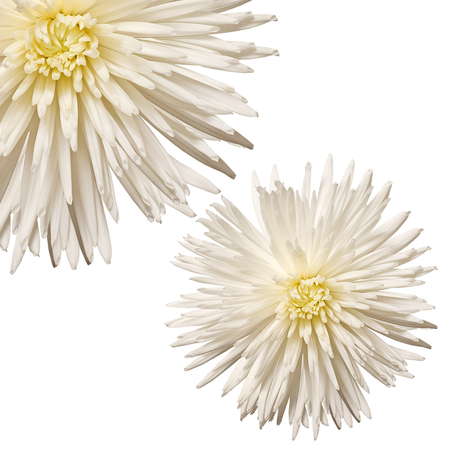 White Spider Mums Fresh Cut 50 Stems