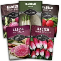 5 Radish Vegetable Seeds: Watermelon Daikon Purple Plum French Champion Heirloom Full Sun Biennial