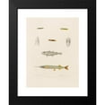 thumbnail image 2 of Arthus Bertrand 11x14 Black Modern Framed Museum Art Print Titled - Hemiramphus Picarti, Gadiculus Silver, Lepadogaster Uneatus, Lepadogaster Spotted, Lepadogaster Punctatus (1844-1867), 2 of 5