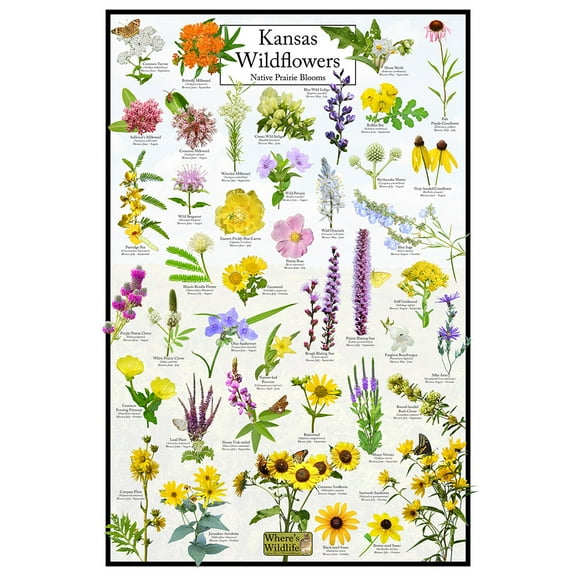 Kansas Wildflowers Poster - Native Prairie Blooms - Educational Science Chart of Kansas Flowers