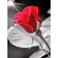 thumbnail image 1 of EverShine DIY Diamond Mosaic Flowers Cross Stitch Diamond Embroidery Rose Rhinestones Art Painting Black And Red Home DecorSquare Drill 45x60cm Gao Jinjia LED, 1 of 2