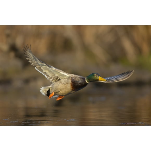 USA, Washington State. Male Mallard flying over a pond on Union Bay in Seattle. Poster Print by Gary Luhm (24 x 36)