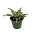 thumbnail image 2 of Pink Fox Aloe Succulent - 4" Pot, 2 of 3