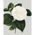 thumbnail image 3 of Vision Studio 15x18 Black Modern Framed Museum Art Print Titled - Camellia Japonica II, 3 of 5