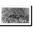 thumbnail image 2 of Historic Framed Print, [Large crowd watching the lynching of an African American, possibly, Jesse Washington, in Waco, Texas], 17-7/8" x 21-7/8", 2 of 9