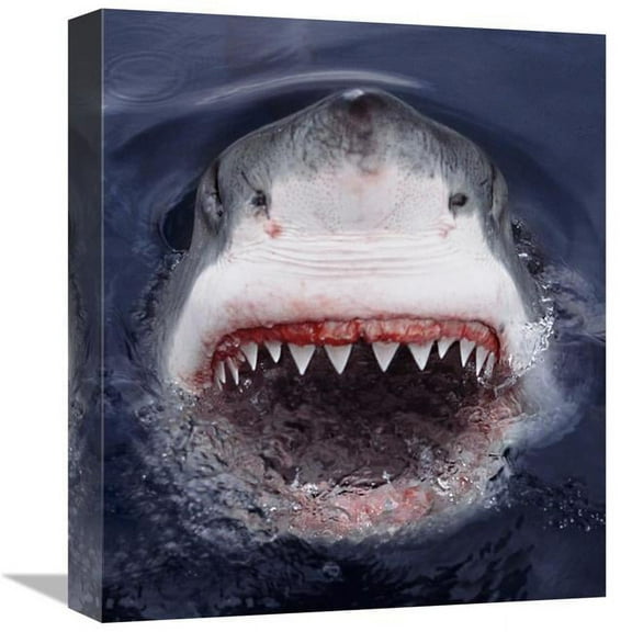 16 in. Great White Shark At Surface, Cape Province, South Africa Art Print - Mike Parry