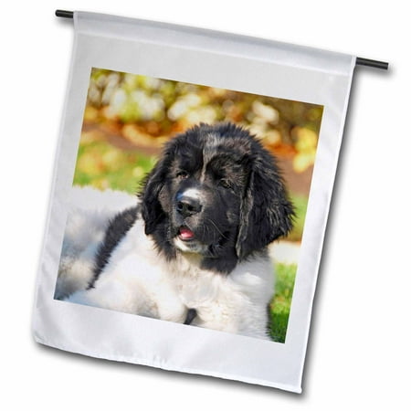 Outdoor Furniture Stores Portland Oregon 3dRose Oregon, Portland, Landseer Newfoundland dog puppy - US38 BJA0528 - Jaynes Gallery - Garden Flag, 12 by 18-inch ()
