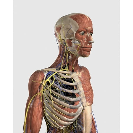 Human upper body showing muscle parts axial skeleton veins and nerves Poster Print