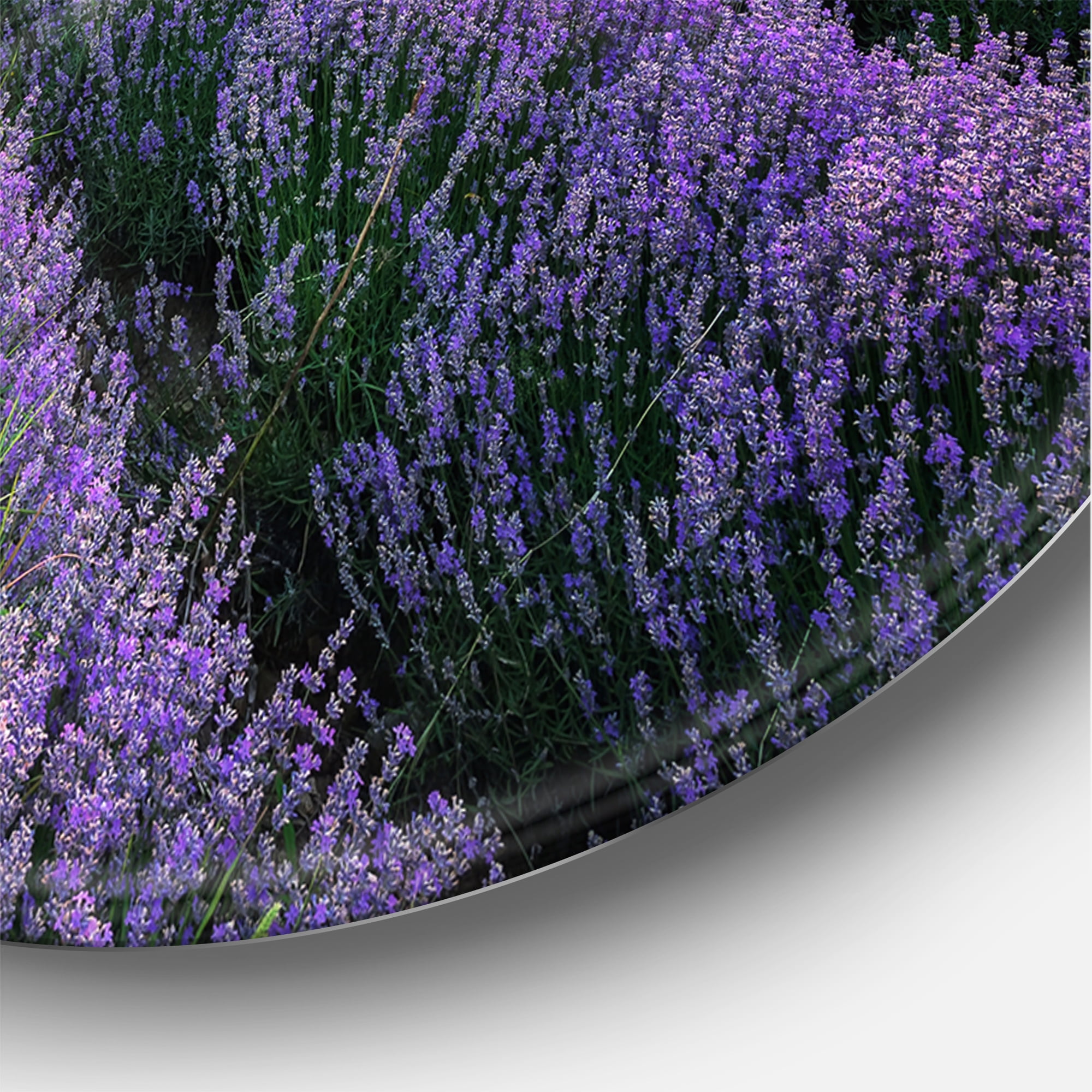 Designart 'Dramatic Clouds and Sunrise Over Lavender Field VII' Farmhouse Circle Metal Wall Art 11x11 - Disc of 11