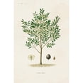 thumbnail image 3 of Unknown 17x24 Black Modern Framed Museum Art Print Titled - Antique Tree with Fruit XII, 3 of 5