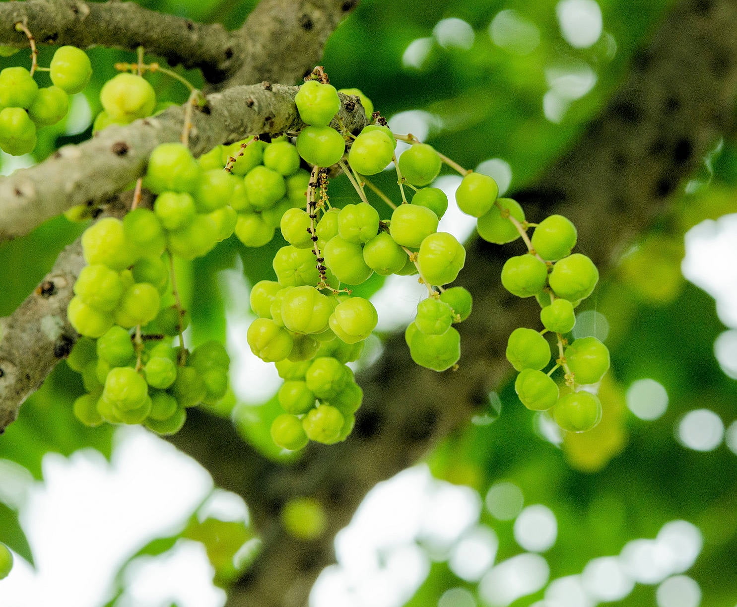 10 seeds Indian Gooseberry -Container Gardening -Hummingbirds and ...