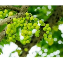 Serendipity Seeds 10 Phyllanthus Indian Gooseberry Seeds