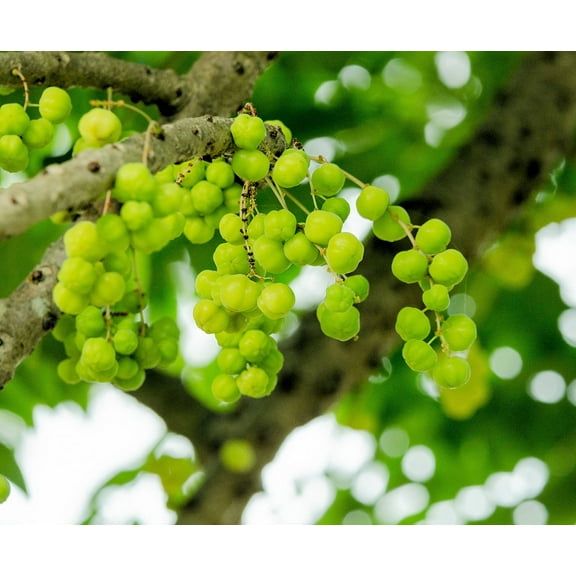 Serendipity Seeds 10 Phyllanthus Indian Gooseberry Seeds
