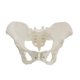 thumbnail image 3 of Modelo de Pelvis Femenina de TamañO Real, Modelo de Cadera, Modelo de AnatomíA Femenina, Modelo PéLvico de Hueso de Cadera, Modelo AnatóMico Femenino, 3 of 6