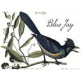 thumbnail image 2 of Vintage Apple Collection 18x15 Black Ornate Wood Framed with Double Matting Museum Art Print Titled - Blue Jay, 2 of 4