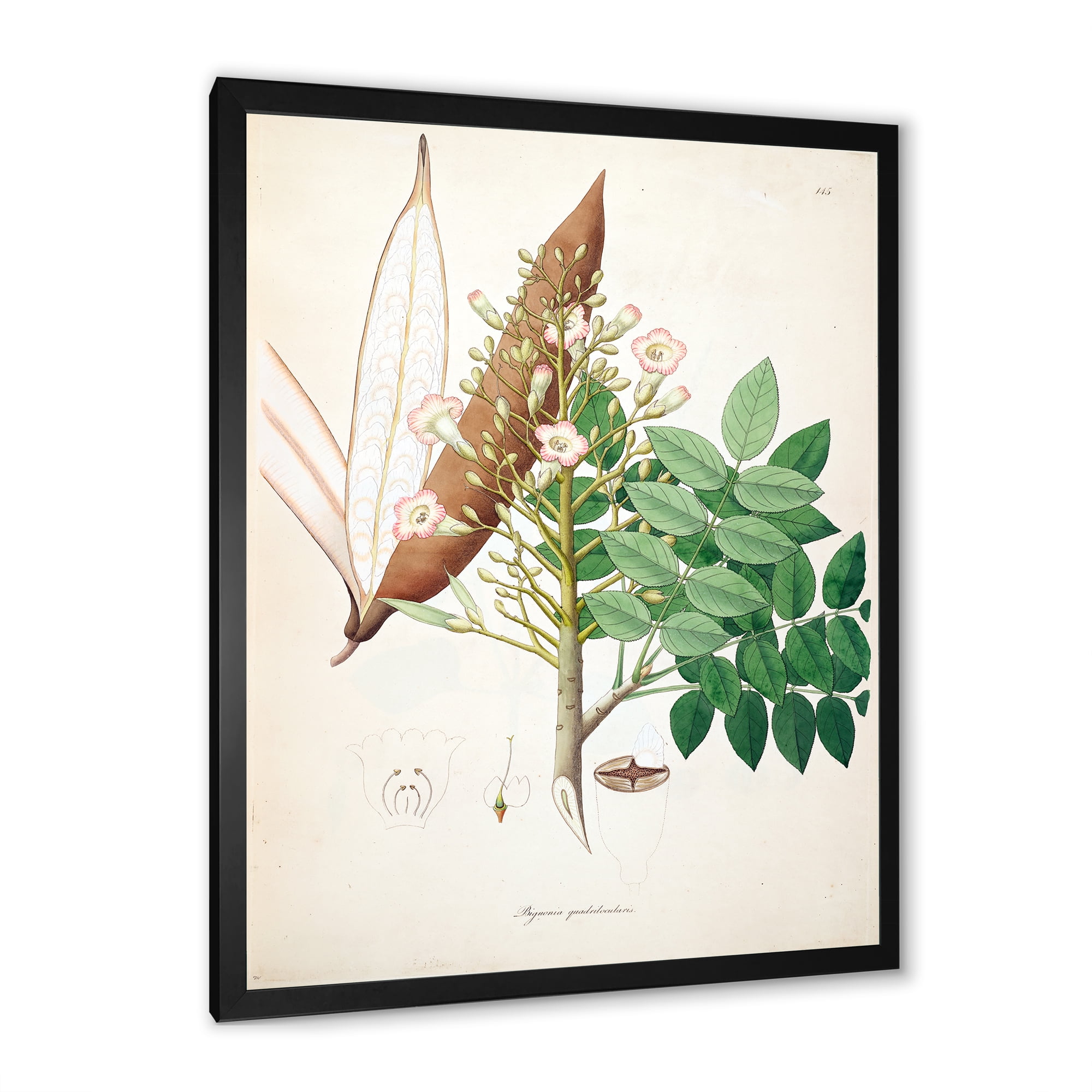 Designart 'Ancient Botanicals IX' Farmhouse Framed Art Print