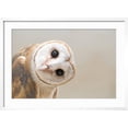 thumbnail image 2 of Common Barn Owl ( Tyto Albahead ) Head close Up Framed Photographic Print by Anan Kaewkhammul, 24" x 16", Sold by Art.com, 2 of 4