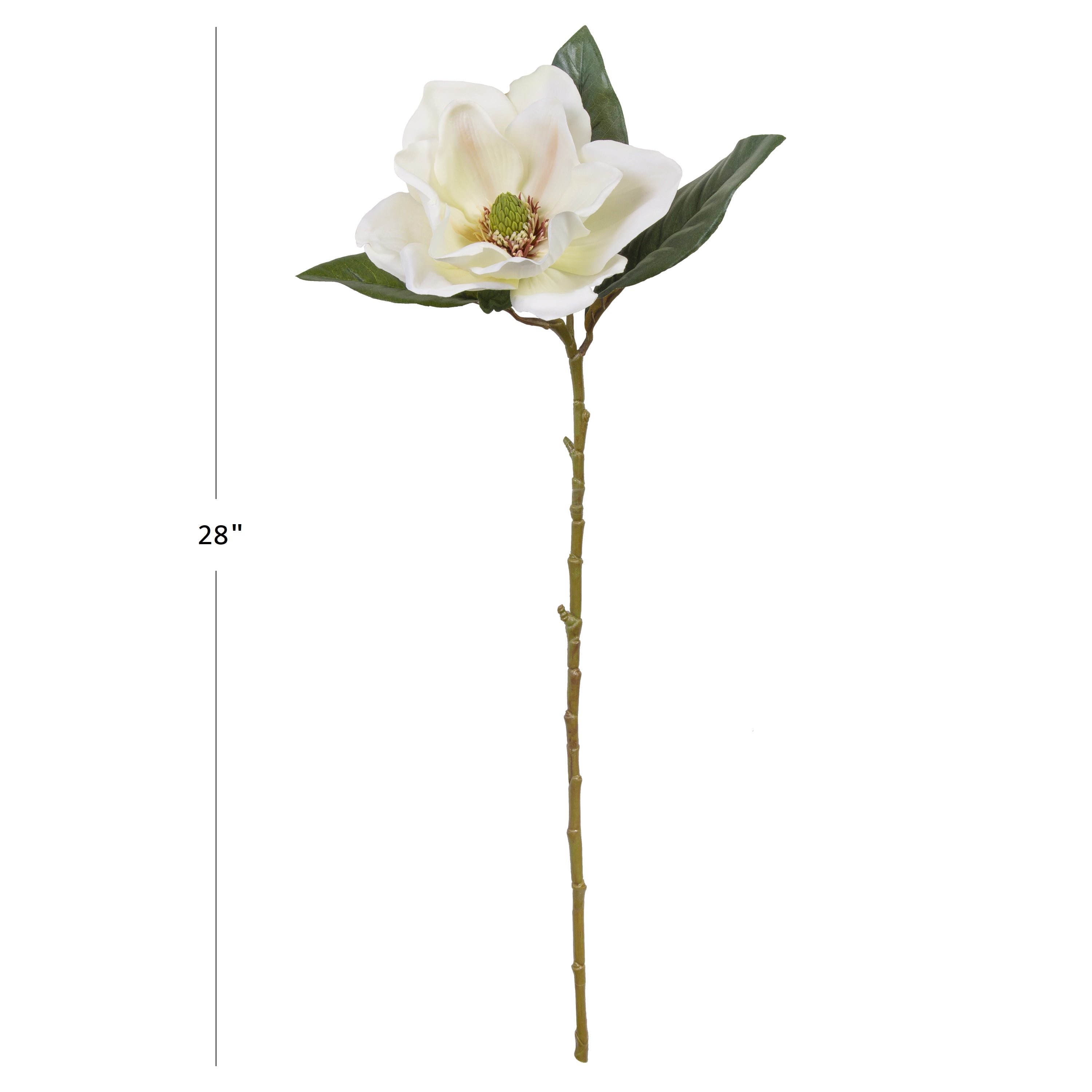 ☆Magnolia☆ 7 Pot Pink Flowering Alexandrina Japanese Magnolia Tree