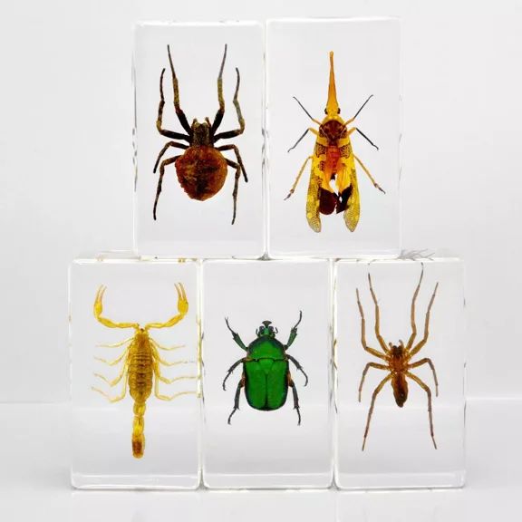10 Pcs Insect in Resin Specimen Bugs Collection Paperweights Real Insect 2.8 in