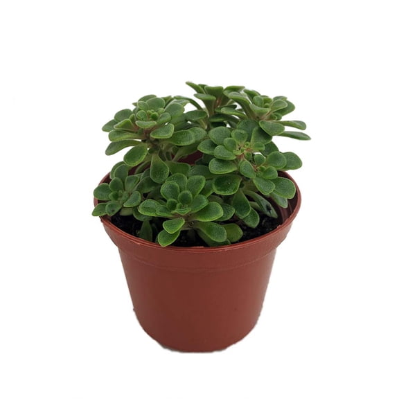 Irish Bouquet Succulent -Aeonium lindleyi var viscatum 'Irish Bouquet'-2.5" Pot