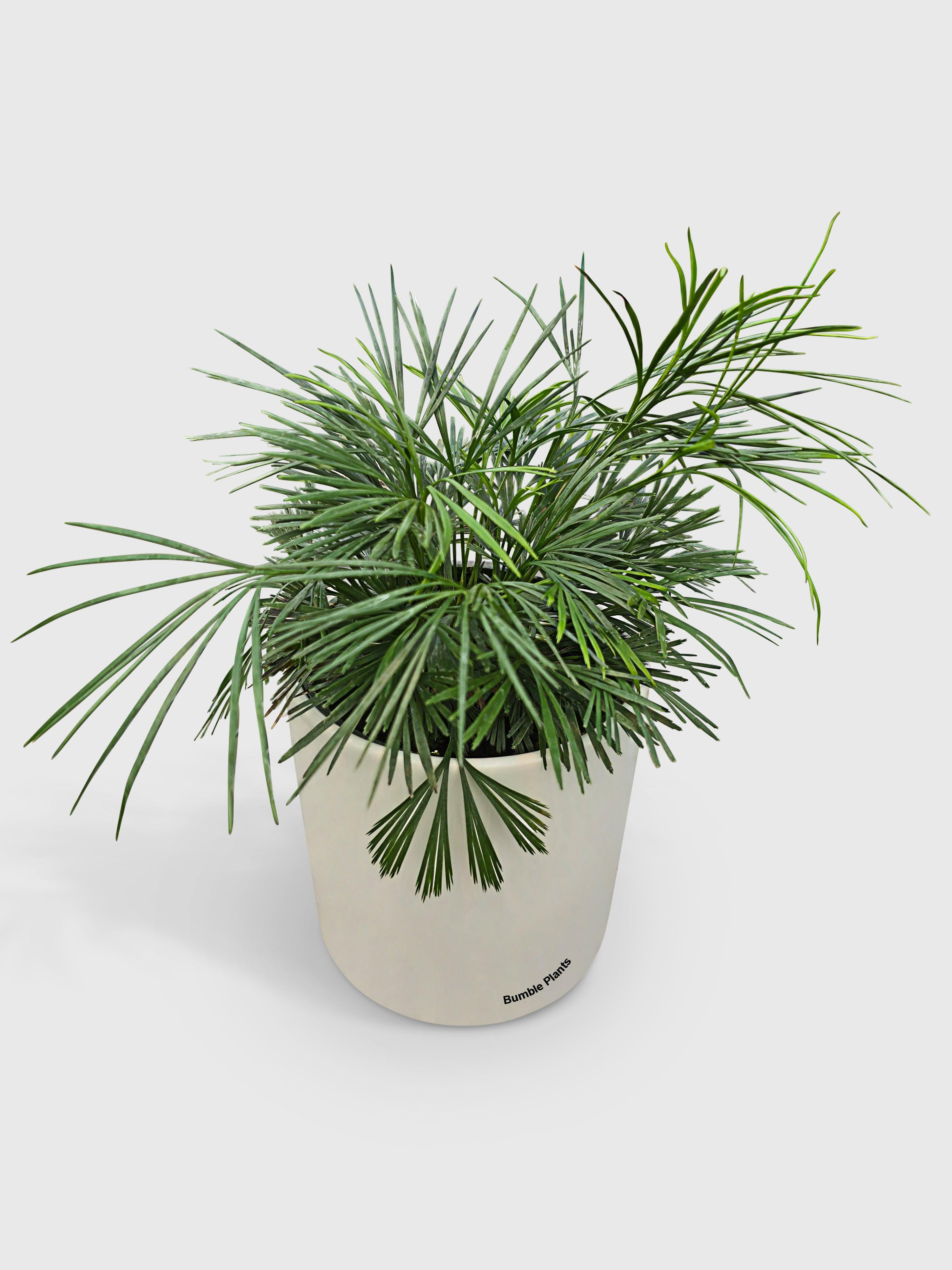 Eyelash Fern 'Actiniopteris Australis' - Live Air-Purifying Indoor Plant in Nursery Pot – Easy Care, Low Maintenance Houseplant for Home & Office Decor, Natural Air Cleaner, Best for Beginners