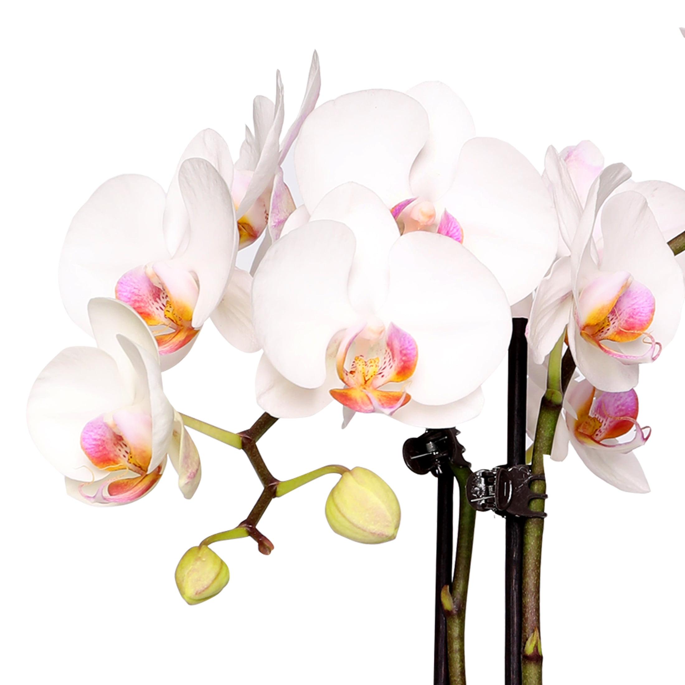 Live 5in White Orchid in Pink and White Striped Pot with 'Mom' Pick – Perfect Gift