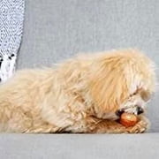 Hartz Chew ‘n Clean Drumstick Dog Chew Toy, Chicken Flavored, Nylon, Extra Small