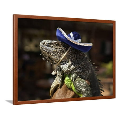 Iguana Wearing a Sombrero in Cabo San Lucas Framed Print Wall Art By Danny