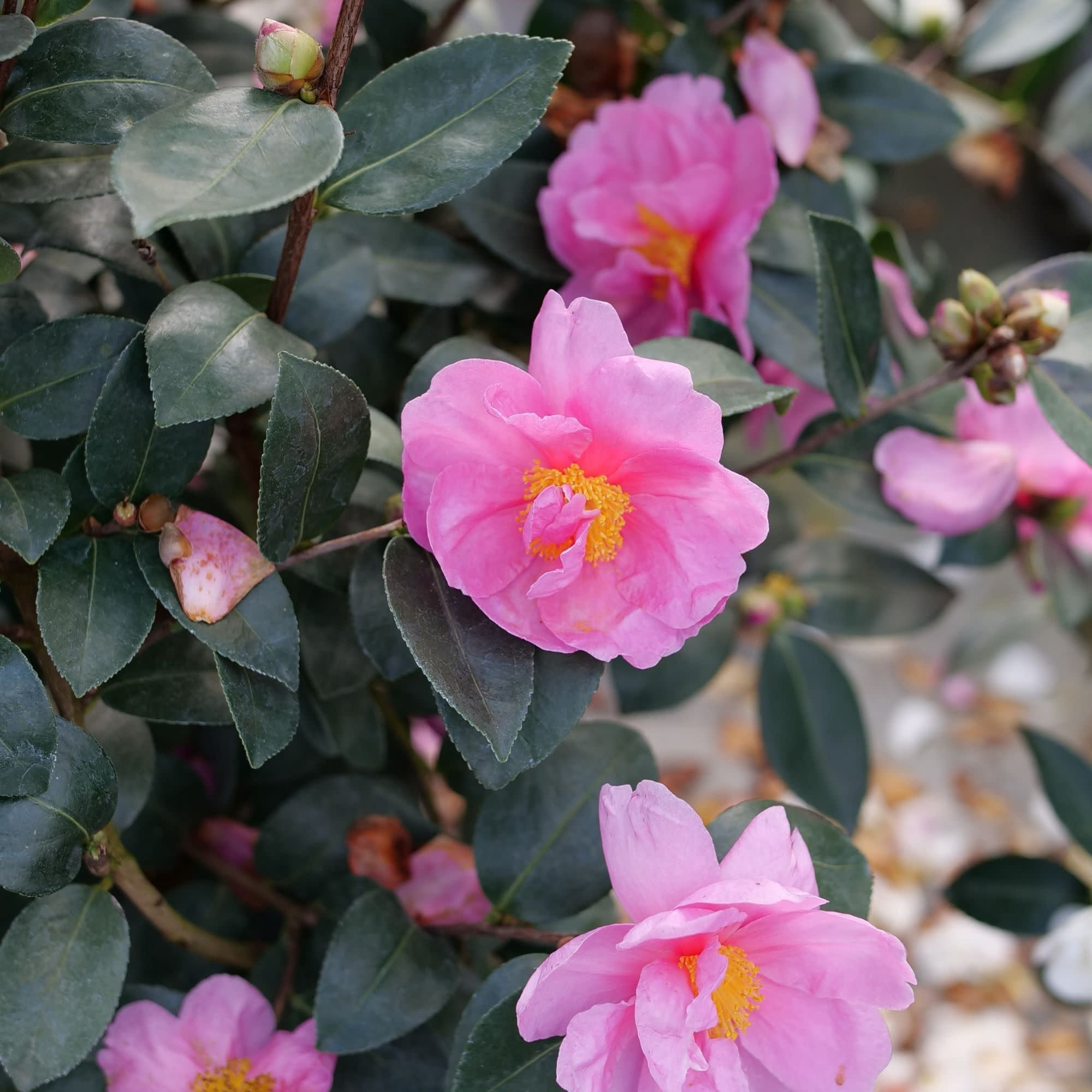 Proven Winners ColorChoice 5" Pink Just Chill Double Mauve Camellia Live Plant in 4.5" Pot (4 Count)
