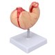 thumbnail image 2 of Modelo de estómago humano Modelo de anatomía del estómago simulado Accesorios de exhibición para el estudio del hospital del aula escolar, 2 of 8
