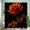 180x180cm, variant on PALNKART The Burning Rose Waterproof Shower Curtain Decor with Hooks Bathroom