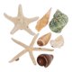 thumbnail image 3 of 7pcs Frigorífico Pegatinas Calcomanías magnéticas Conchas Coster Conch Forma Parches (estilo aleatorio), 3 of 7