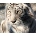 thumbnail image 1 of Tigre Blanc - Peinture Diamant DIY, 1 of 6