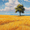 Meadow, variant on Steampunk Flying House Train Canvas Print, Wall Art for Living Room Bedroom Office Hotel Cafe Lounge Study