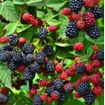 thumbnail image 2 of &nbsp;Prime Ark Freedom Blackberry&nbsp;Plant Sweet Blackberries Plants 6-12"Tall 4"Pot, 2 of 4