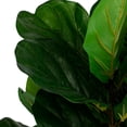 thumbnail image 5 of planta de plástico pandurata de 95 cm con maceta de plástico negra, 5 of 5