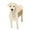 B, variant on LYINGF Garden Flower Pot Dog Poodle Chihuahua Animal Planters Flower Pot Dog Planter Storage Containers Dog Planters Garden Pet Dog Storage Pots Decorative Ornaments Animal Shaped 1PCS