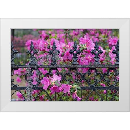 Jones, Adam 14x11 White Modern Wood Framed Museum Art Print Titled - Iron fence and azaleas in full bloom-Bonaventure Cemetery-Savannah-Georgia