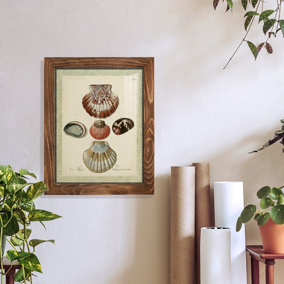 Bookplate Shells III - Framed Print w/glass - Walnut