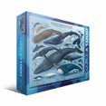 thumbnail image 2 of Whales & Dolphins - 6000-0082, 2 of 2