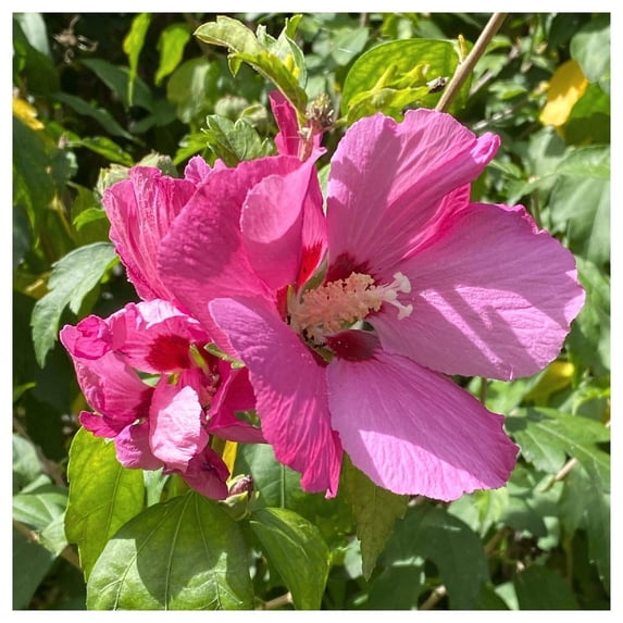 Everwilde Farms - 1 lb Swamp Mallow Native Wildflower Seeds - Gold Vault Bulk Seed Packet