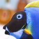 thumbnail image 4 of Blue Simulación eléctrica Regal Blue para Tang Fish para gato jugando juguete masticable limpieza de dientes recargable algodón suave interactivo espesar resistente a las mordedur, 4 of 5