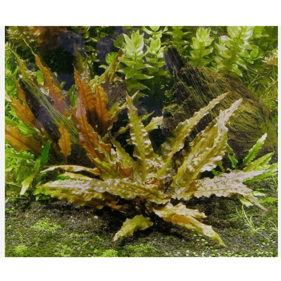 Cryptocoryne Wendtii Red Live Aquarium Plant – Easy Freshwater Fish Tank Plant